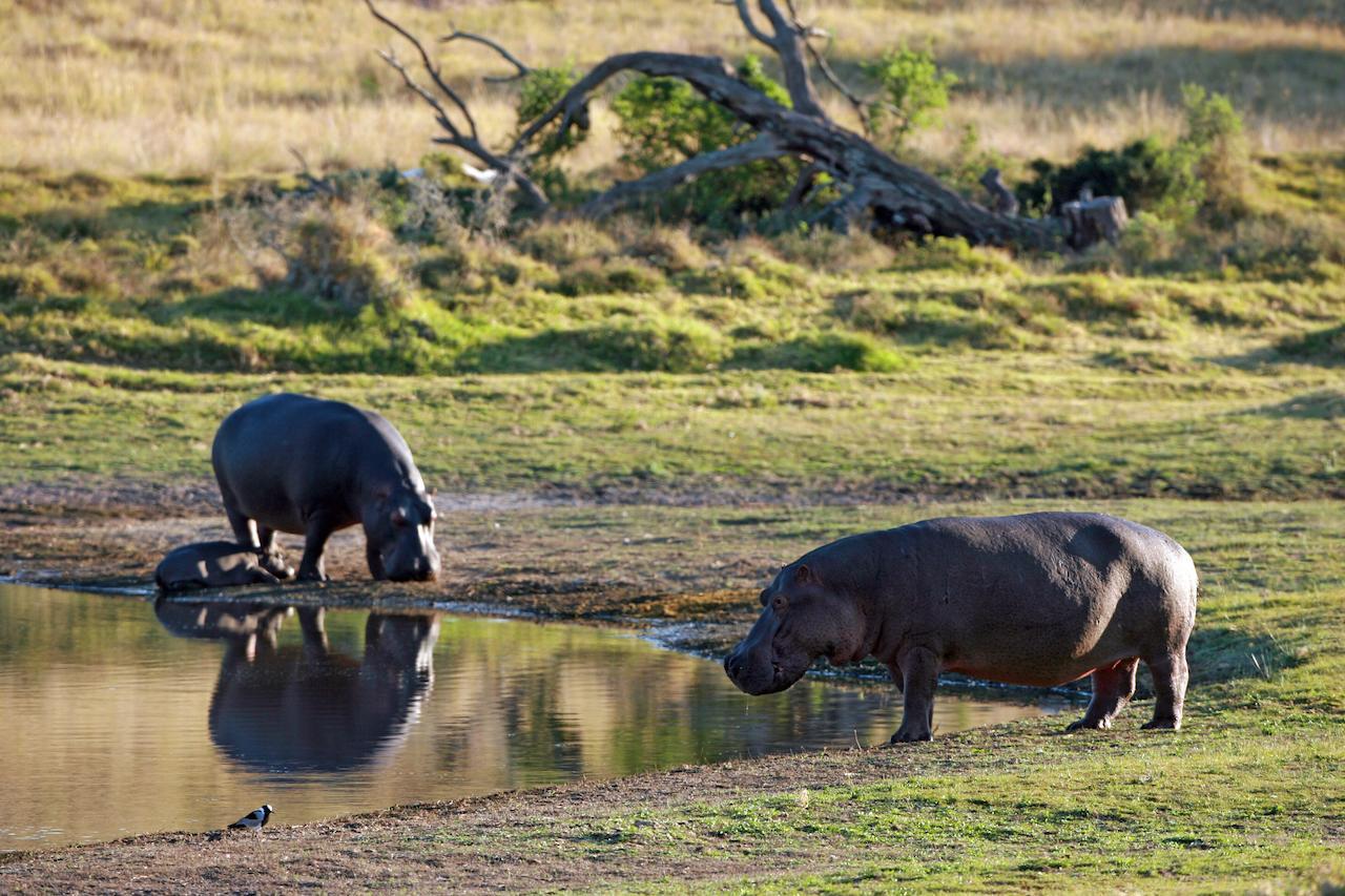 Lalibela Game Reserve Mark'S Camp Grahamstown Exterior photo
