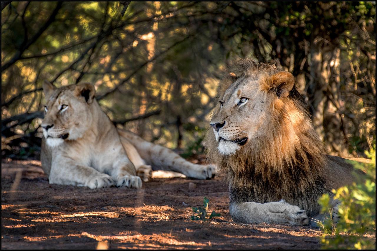Lalibela Game Reserve Mark'S Camp Grahamstown Exterior photo